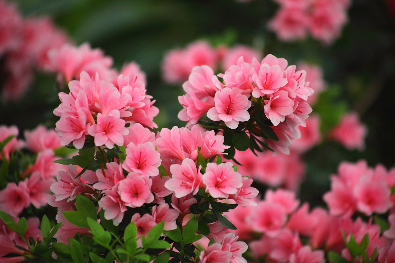 Vibrant spring blooms of ornamental shrubs in Metro Atlanta landscape Spring planting ornamental shrubs in Metro Atlanta garden